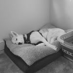 Sara Tackett - @lola_the_siberian_husky - Instagram