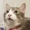 Sara Thrasher - @sararthrasher - TikTok