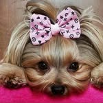 Sara Tiffany 😻🐩 - @_saratiffany - Instagram