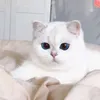SarahTingTing - @sarahtingting2539 - TikTok
