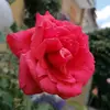 Sara.val - @saravalll - TikTok