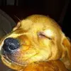 Sarah-jayne Venables - @sarah-jaynevenabl - TikTok