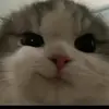 Sara Venturella - @sara.venturella - TikTok