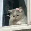 Sara - @saravenus_ - TikTok