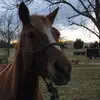 Sara Cochran - @saravolley123 - TikTok