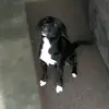 Simonka - @saravolle - TikTok