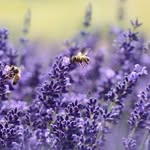 Sara Walling - @althaeas_garden - Instagram