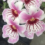 Sara Wasserman - @sarawasserman36 - Instagram