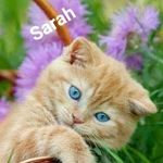 Sarah wegmann - @wegmann97 - Instagram