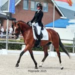 Sara de Graaf🙋🏼‍♀️🇳🇱 - @sara_welshgolden - Instagram