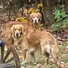 Sarah Whitcomb - @user81488013736120 - TikTok