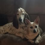 Sarah Whitcomb - @sunflowersphotography1 - Instagram