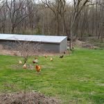 Sara Whyte - @whytefamilyhomestead - Instagram