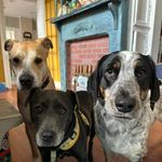 Sara McMillion Wiles - @sarabethwiles - Instagram