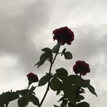 sara winnery - @sara_winnery - Instagram