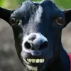 Sarah Wolfson - @goatieboy - TikTok