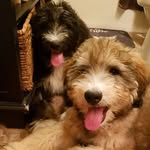 sarah wooten - @oodles_of_bernedoodles - Instagram