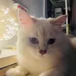 Sara Zhou - @zhouzhou9433 - Instagram