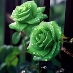 Sara Zhou - Facebook