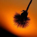 Sarah Abney - @ghirucvetosun839 - Instagram