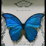 Sarah Abo Shaar - Facebook