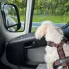 sarah & adrian | vanlife | dog - @van.tastic.journey - TikTok
