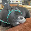 🐄✨S A R A H🪩🪿 - @sarah.is.alpha - TikTok