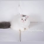 Sarah Al Juboori - @sarah_angle_cattery - Instagram