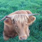Sarah Ault - @broken_horn_ranch - Instagram