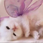 Sarah Baig - @sarahbaig2003 - Instagram