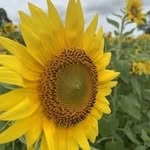 Sarah Bancroft - @_sarah.bancroft - Instagram