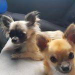 Sarah Bangs - @kentbangawanga - Instagram