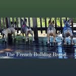 Sarah Bare - @the_french_bulldog_brand - Instagram