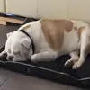Sarah.Batts - @sarah.batts - TikTok