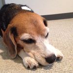 Lala Sarah beagle - @lala_sarah_beagle - Instagram