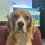 Sara beagle - @sarusiabeagle - Instagram
