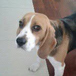 Sara Beagle - @sara.beagle - Instagram