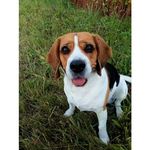 Sarah - @_sarah_the_beagle_ - Instagram