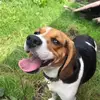 Sarah - @beaglesarah - TikTok
