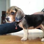 Sarah Elizabeth - @sarah.beagle - Instagram