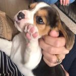 Sarah Louise - @sarah_beagle - Instagram