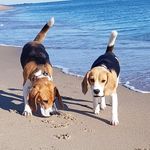sarah_marsi_beagles - @marsi_sarah_beagles - Instagram