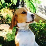 Sarah - @sarah_beagle_ - Instagram