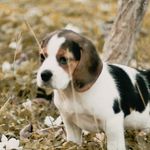 Sarah - @sarahbeagledog - Instagram