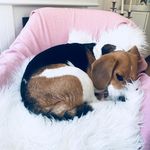 Sarah_the_Beagle_ - @sarah_the_beagle_ - Instagram