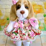 Sarah - @welove_beagle_sarah - Instagram
