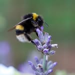 Sarah Bedwell - @whitelavenderphotographyuk - Instagram