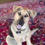 Sarah Evak Bergstrom - @sarah_rose_bergstrom - Instagram
