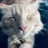sarahbergstrom7 - @sarahbergstrom7 - TikTok
