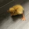 Sarah0411 - @sarah.bibby0202 - TikTok